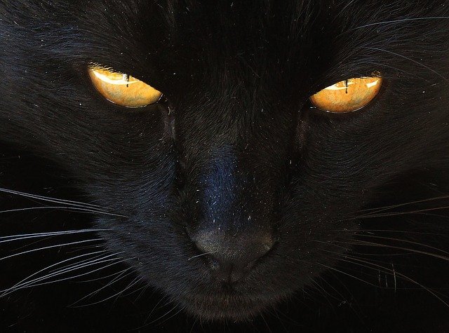 edgar allan poe el gato negro
